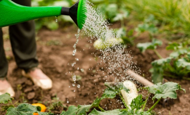 Hortas Urbanas são tendência para comunidades sustentáveis 4